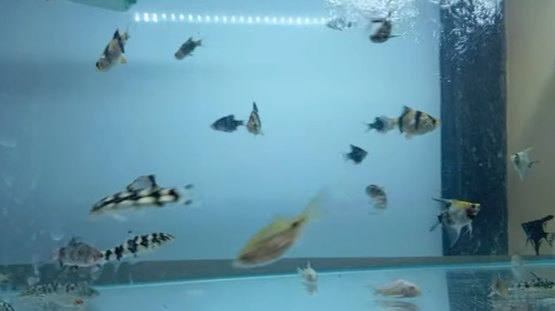 Captura de ecrã 2025-01-14 144034