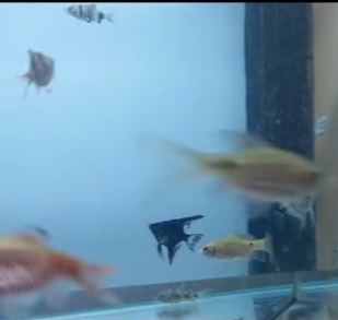 Captura de ecrã 2025-01-14 144040