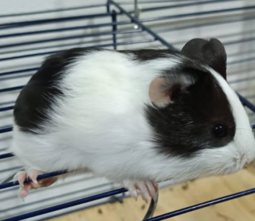 Captura de ecrã 2025-01-14 144127