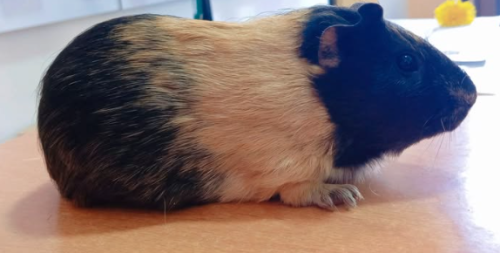 Captura de ecrã 2025-01-14 150326