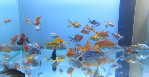 Peixes_aquario_loja_8k