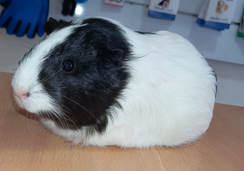 porquinho da india_8k_petshop